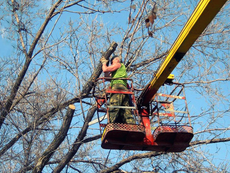 фото спил деревьев с автовышки